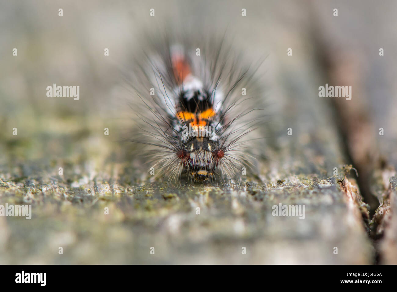 La polilla de cola amarilla (Euproctis similis) Caterpillar. Larva en familia, subfamilia Erebidae Lymantriinae cubierto con vellos irritantes Foto de stock