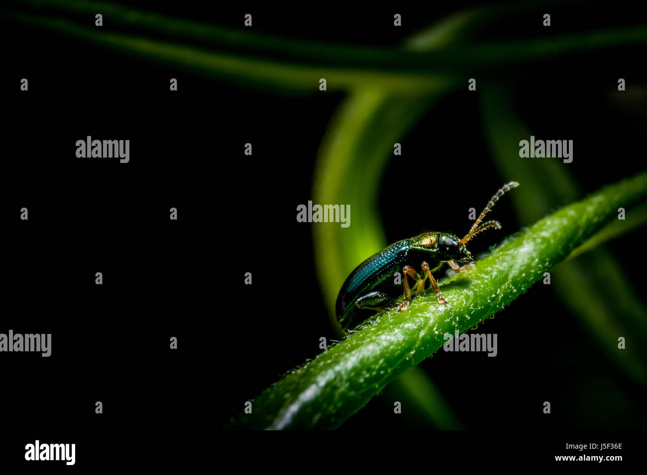 Pequeno insecto metálico sobre la hierba verde bosque en fotografía macro Foto de stock