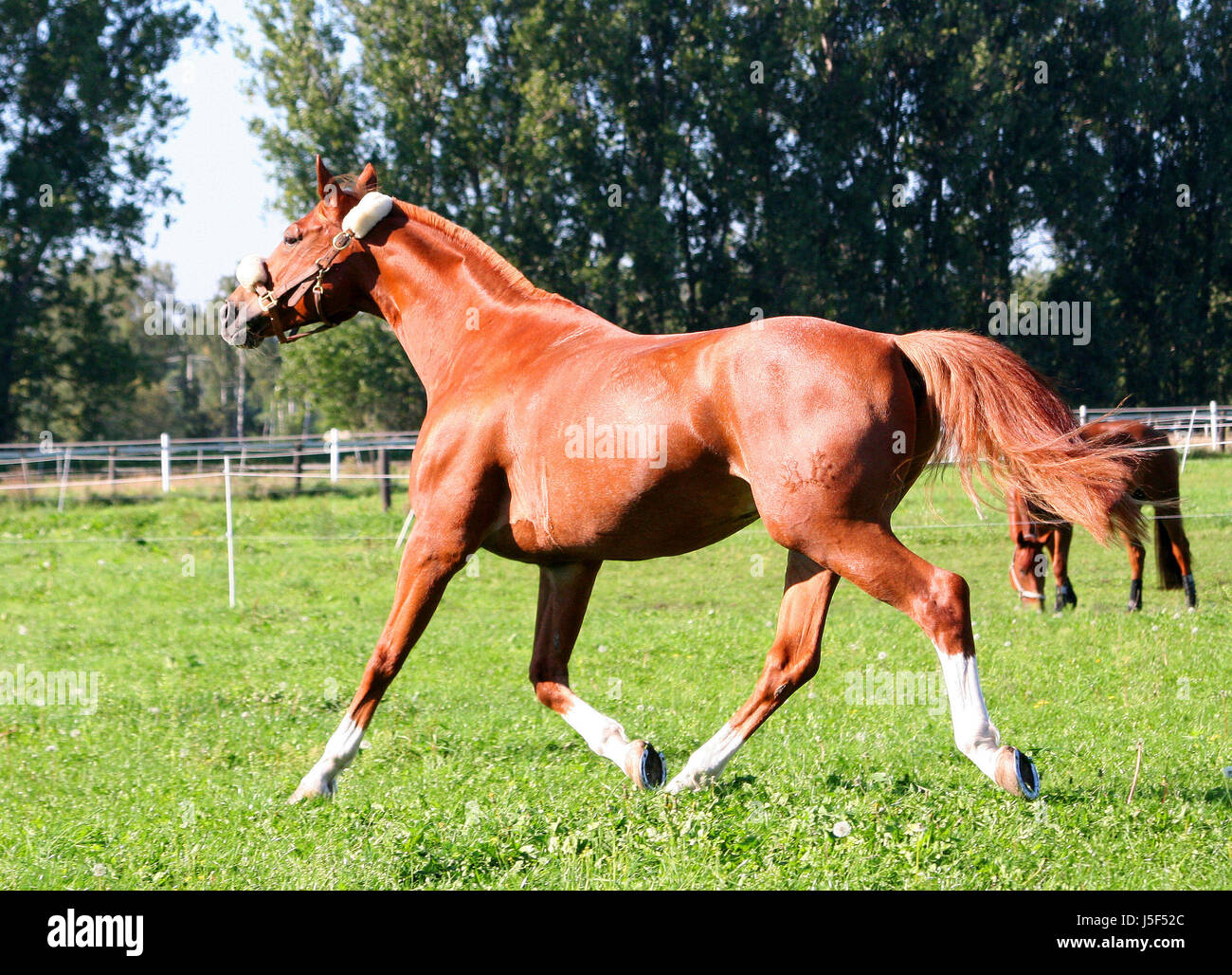 Caballos en movimiento