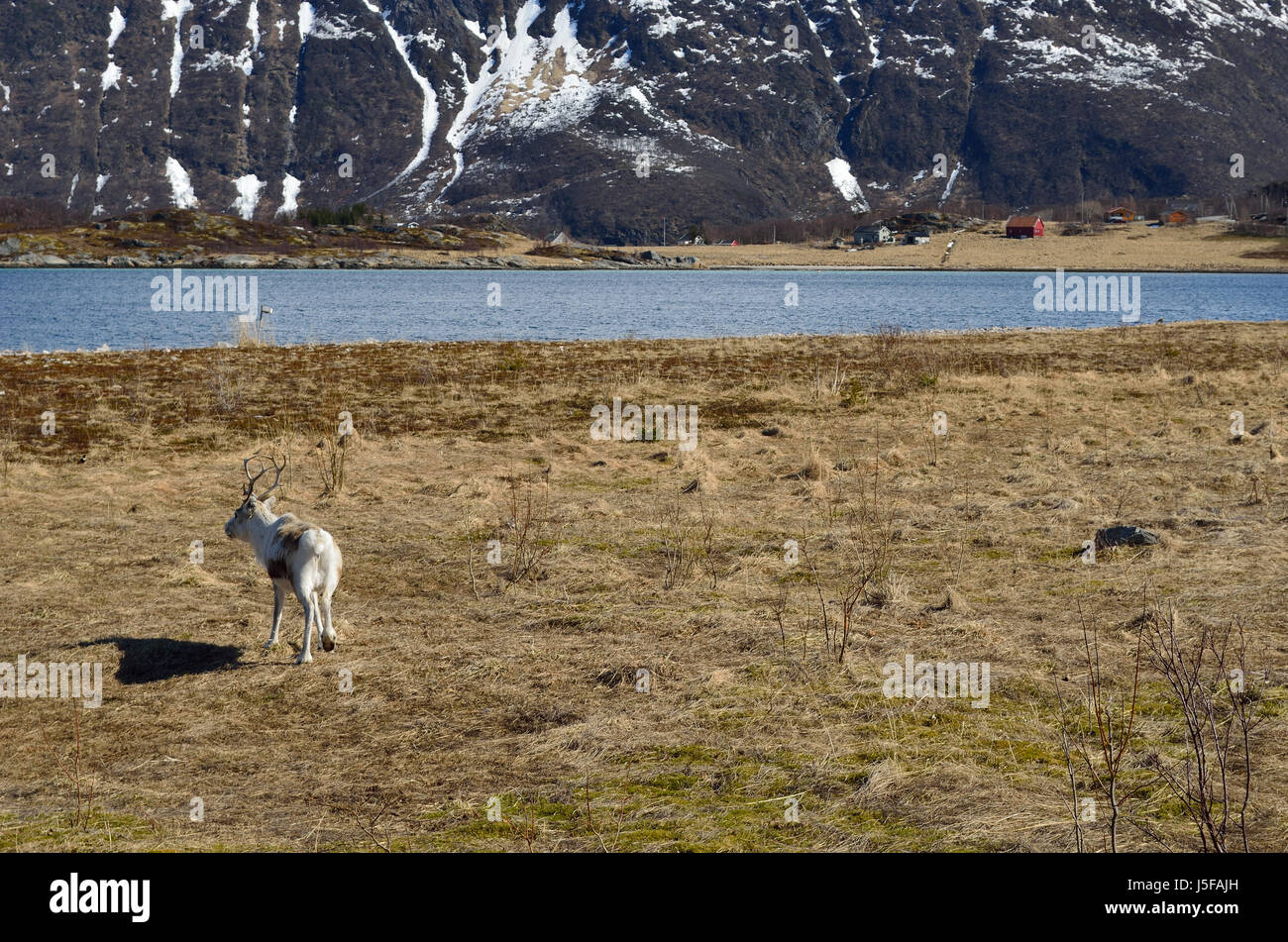 Hermosas tierras de pastoreo de renos en los pastos de primavera en el norte de Noruega. Foto de stock