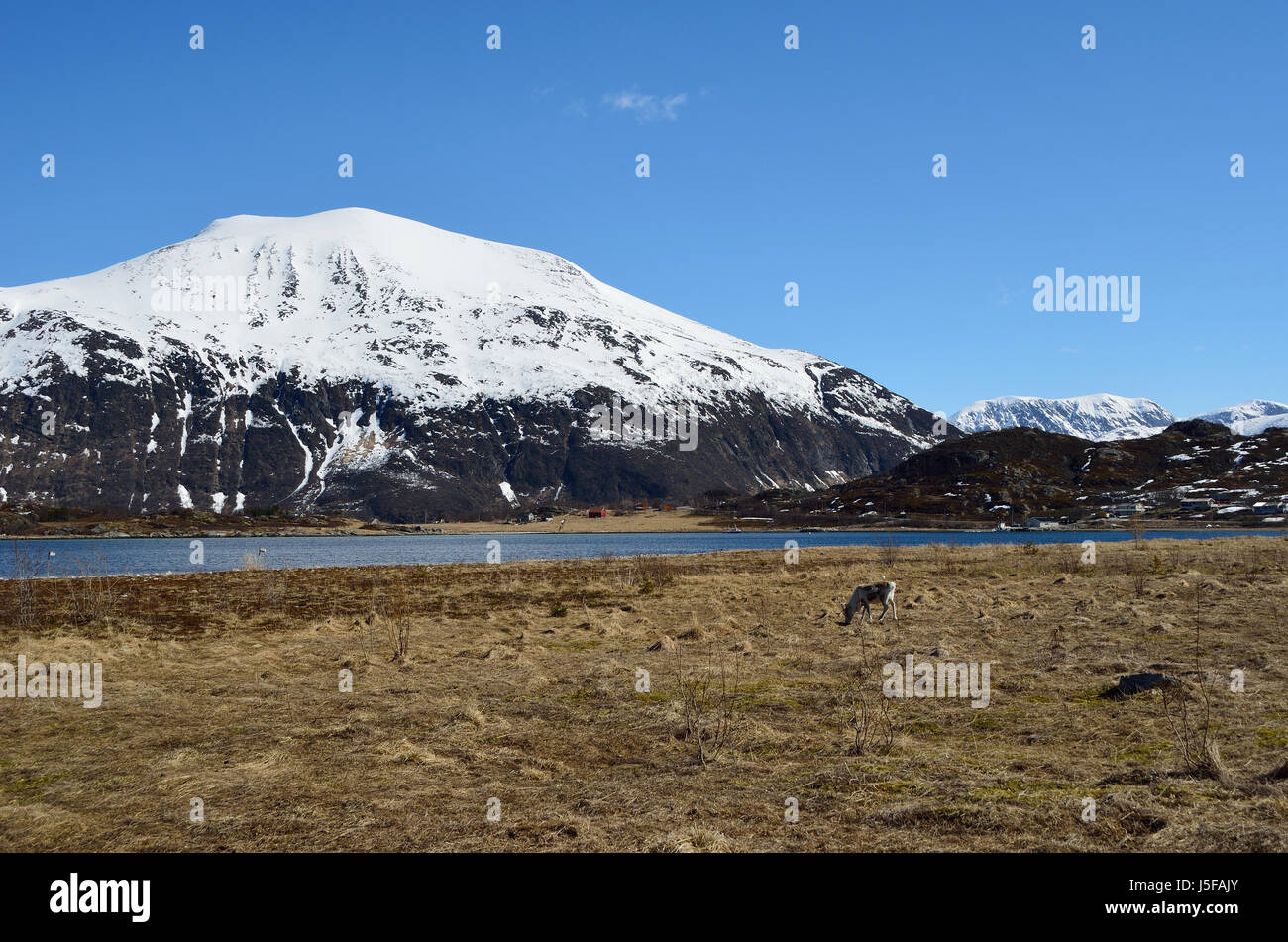 Hermosas tierras de pastoreo de renos en la primavera Los pastos con imponente montaña nevada y fjord antecedentes Foto de stock