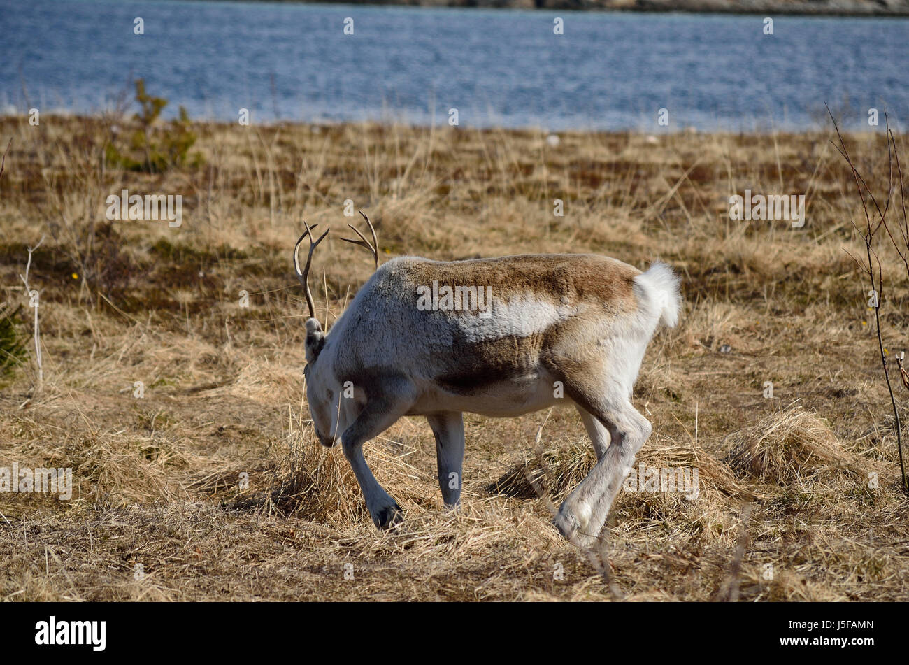 Hermosas tierras de pastoreo de renos en los pastos de primavera en el norte de Noruega. Foto de stock