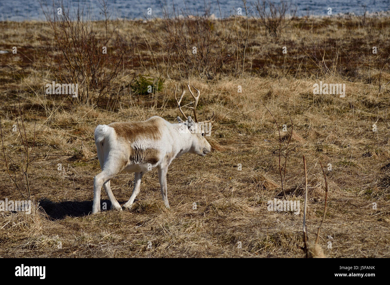 Hermosas tierras de pastoreo de renos en los pastos de primavera en el norte de Noruega. Foto de stock