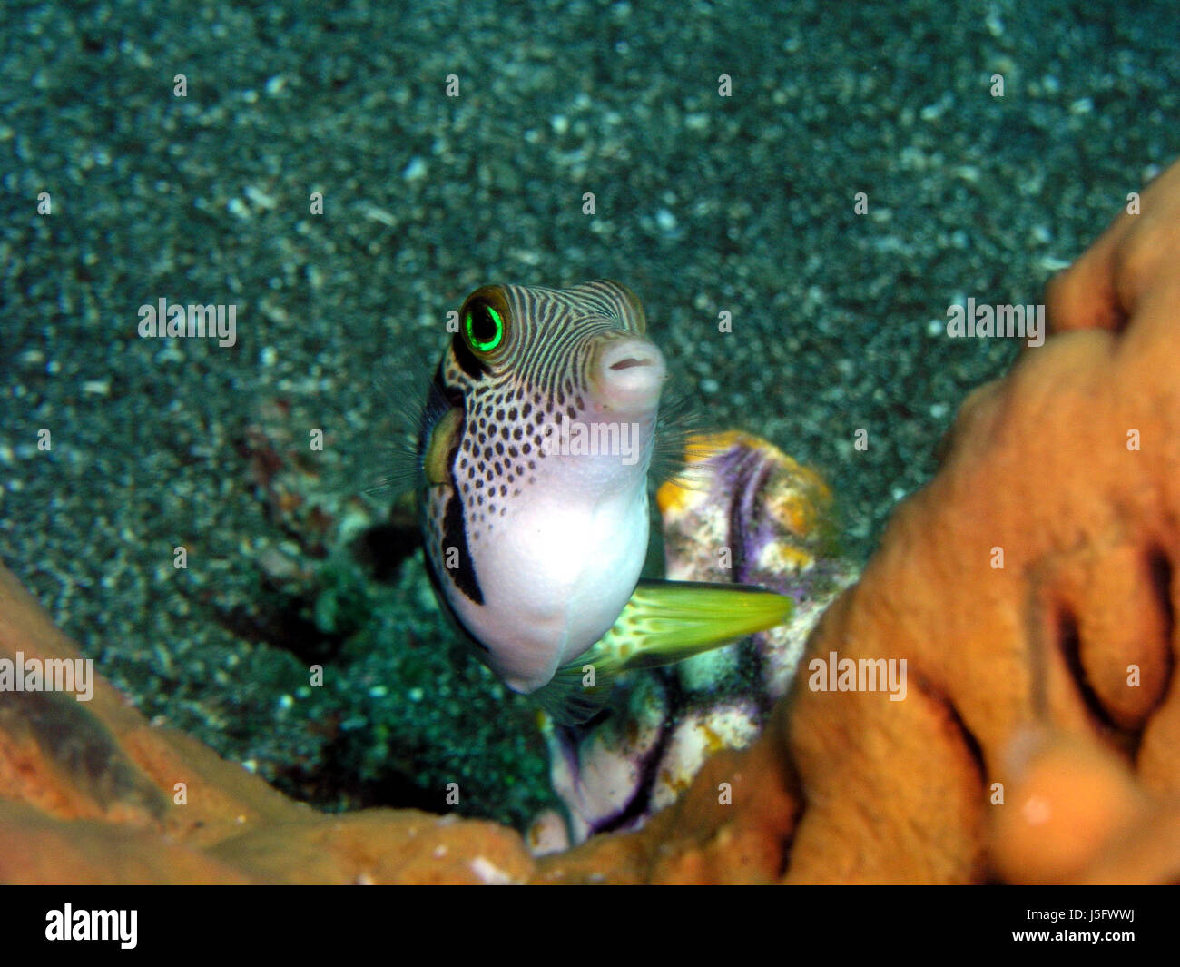 Montura negra filefish Foto de stock