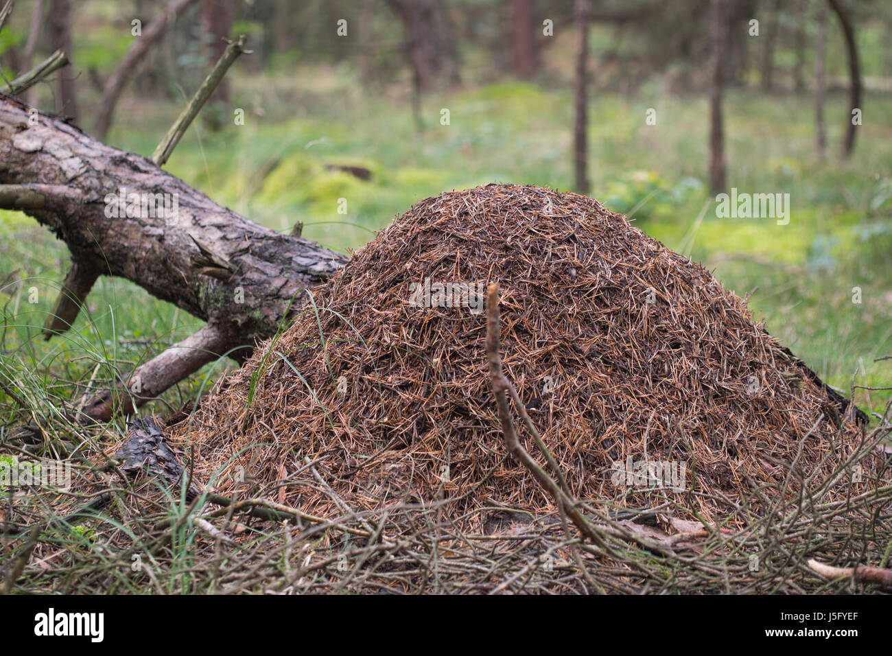 Hormiga de madera roja, hormiguero - Formica rufa Foto de stock