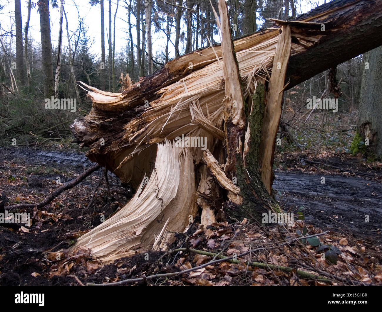 Árbol de tronco de árboles forestales fragmentadas tribus derrocado storm gale windbruch Foto de stock