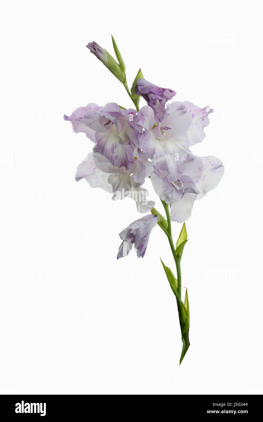 Gladiolus, espada lirio, Foto de Estudio de blanco y lila pálido flores en un solo tallo. Foto de stock