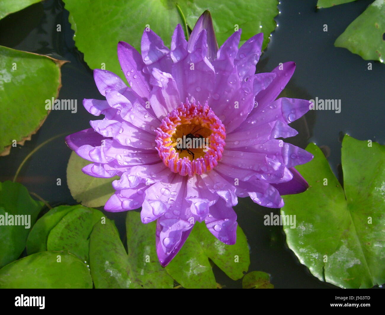 Planta de flor rosa asia lirio de agua del estanque de agua dulce Agua de  mar océano de agua salada Fotografía de stock - Alamy