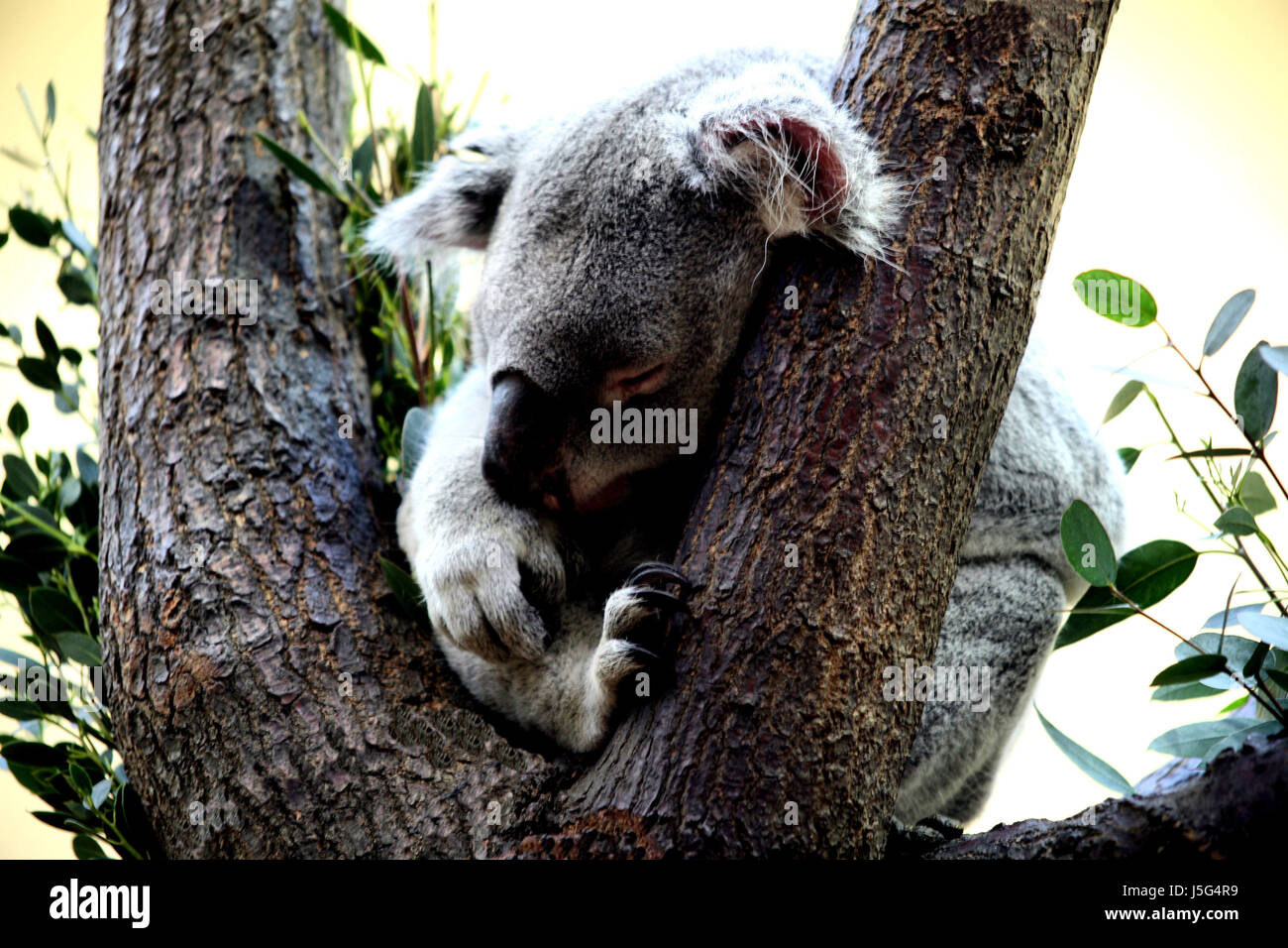 Mamíferos durmiendo sueño cansado cansancio sleepy koala beutelbr koalabr vegetariana Foto de stock