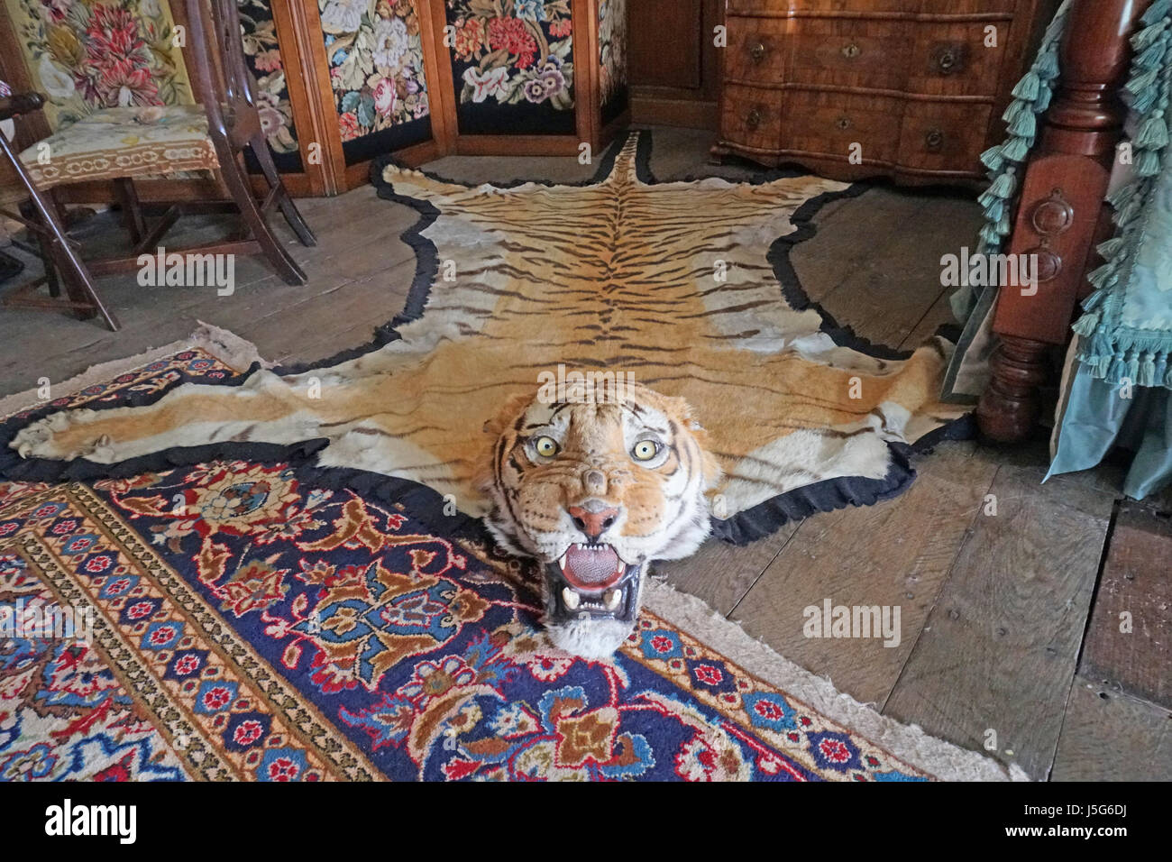Alfombra de piel de tigre Fotografía de stock - Alamy
