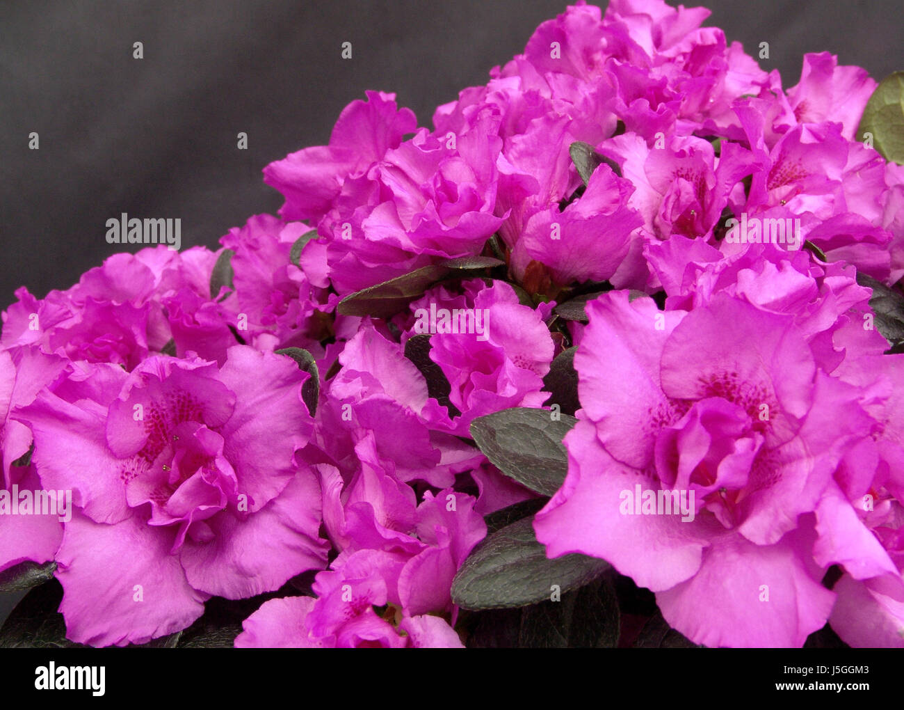 Himalaya - pot azalea Fotografía de stock - Alamy