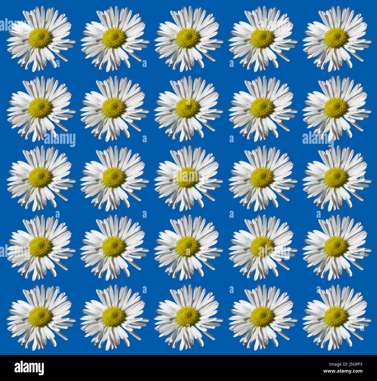 Flores flores románticas azul anhelo planta florece en blanco caucásico europeo Foto de stock