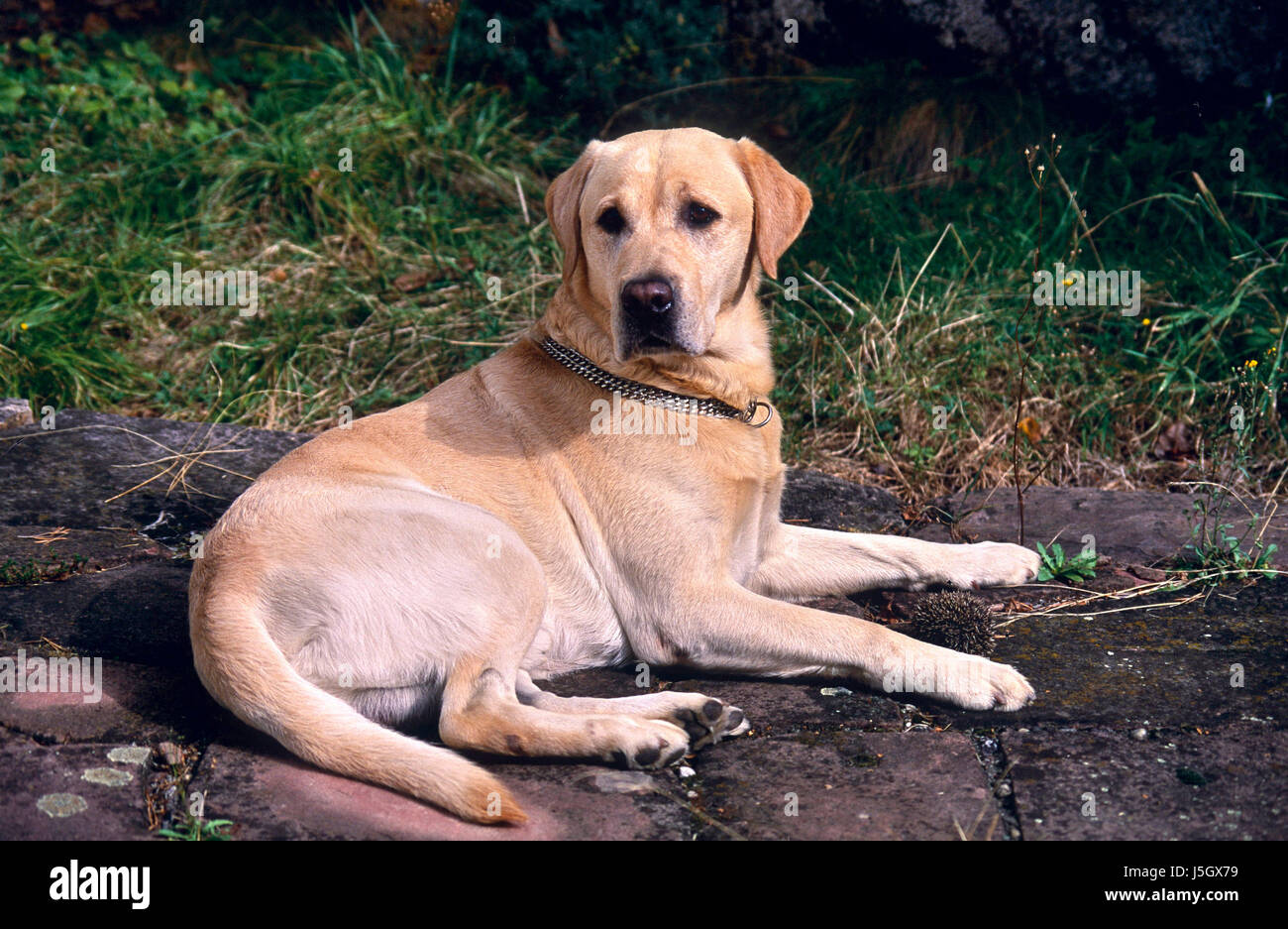 Pet, perro, perros, erizo,labrador,chien,perro,erizo,herisson Fotografía de  stock - Alamy