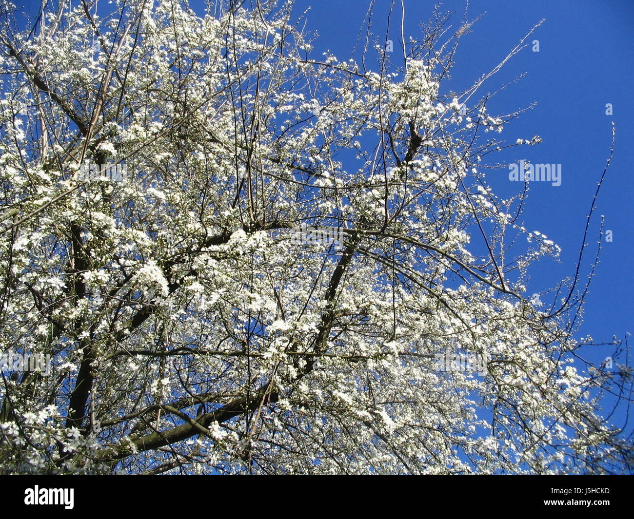 Árbol europeo blanco Primavera caucasiana baumblten weie blten frhlingsblher Foto de stock
