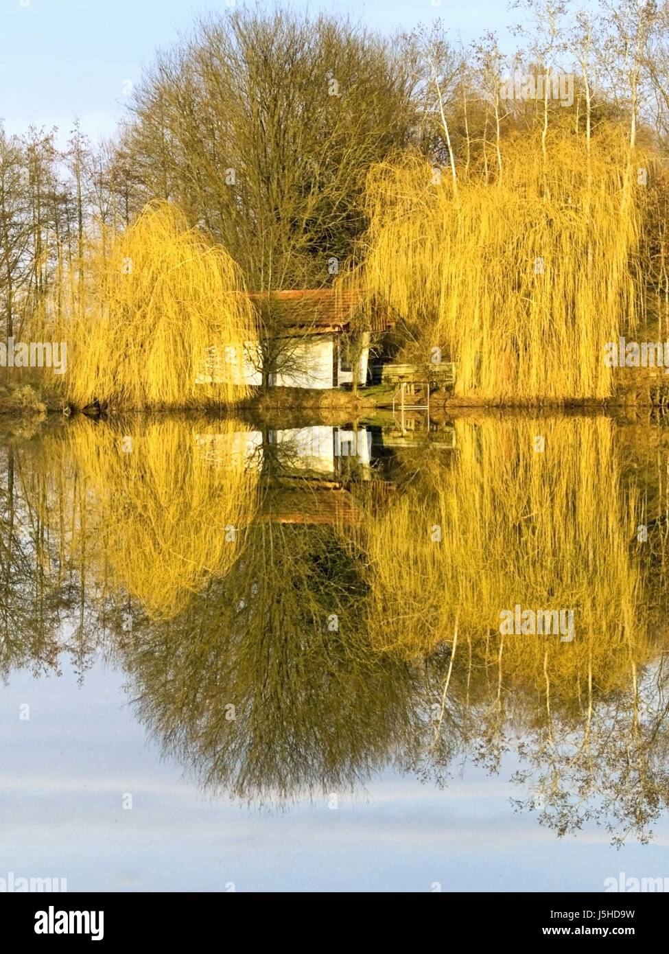 Los sauces llorones en el lago Fotografía de stock Alamy
