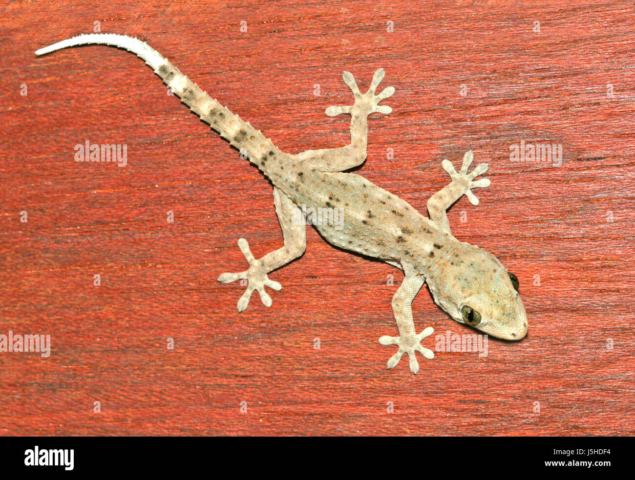 Animales Reptiles Lagarto Reptil Westkanareneidechse Pared Pared