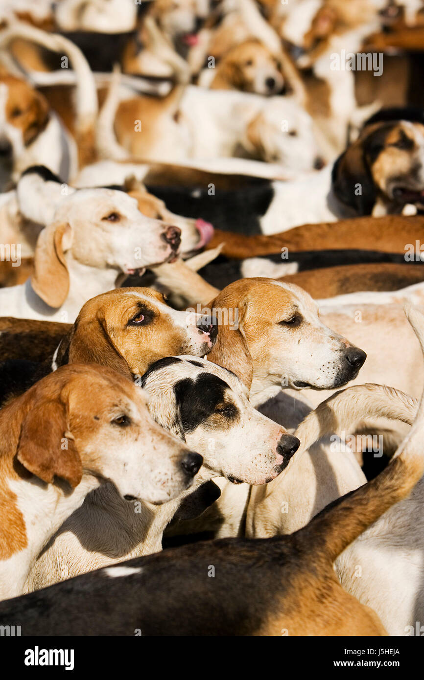 Espere esperando perro animal paciencia misa expectativa turba paciente hound confusión Foto de stock