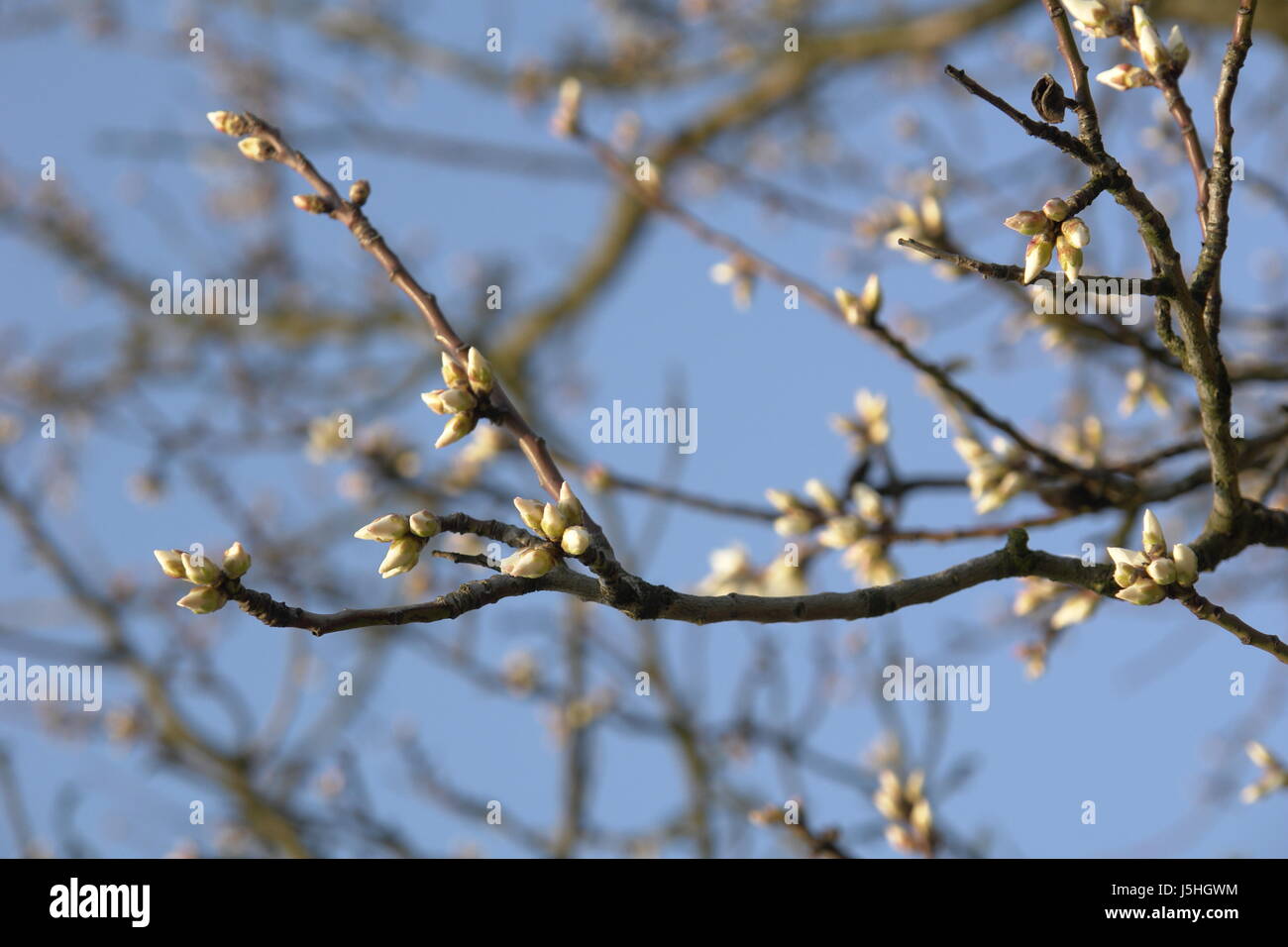 Aislado árbol opcional bloom blossom florecer florece florece la pascua Foto de stock