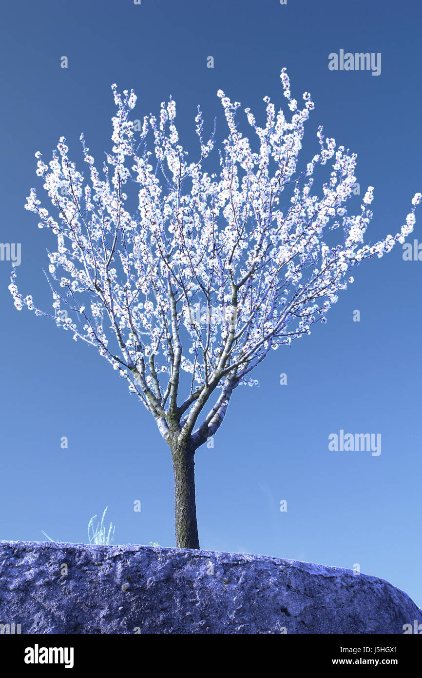 Aislado árbol opcional bloom blossom florecer florece florece la pascua Foto de stock