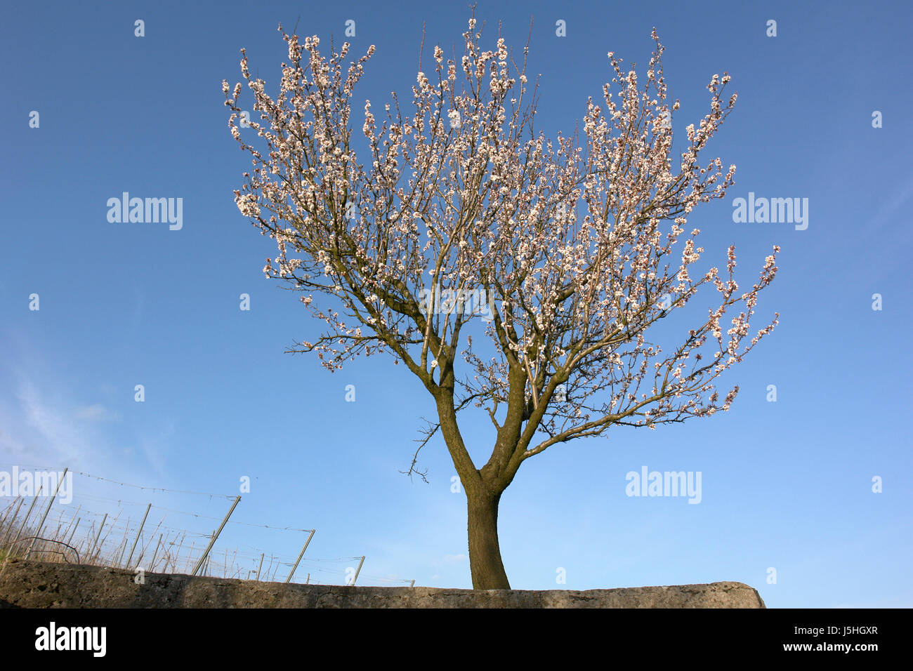 Aislado árbol opcional bloom blossom florecer florece florece la pascua Foto de stock