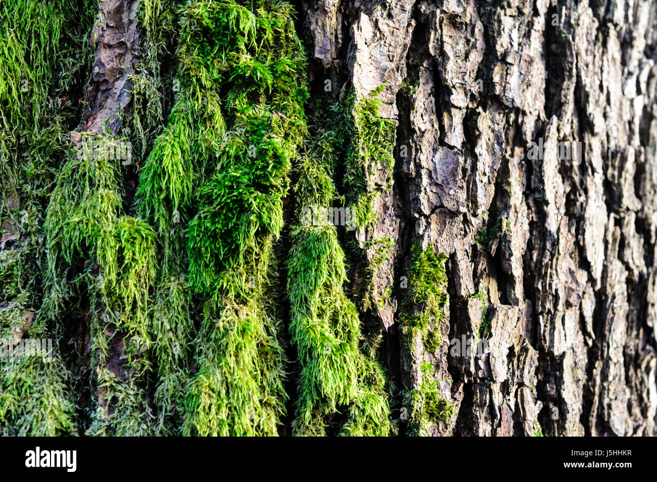 Musgo verde crecido hasta cubrir las toscas piedras en el Forrest. Mostrar con visión macro. Rocas llenas de musgo. Foto de stock