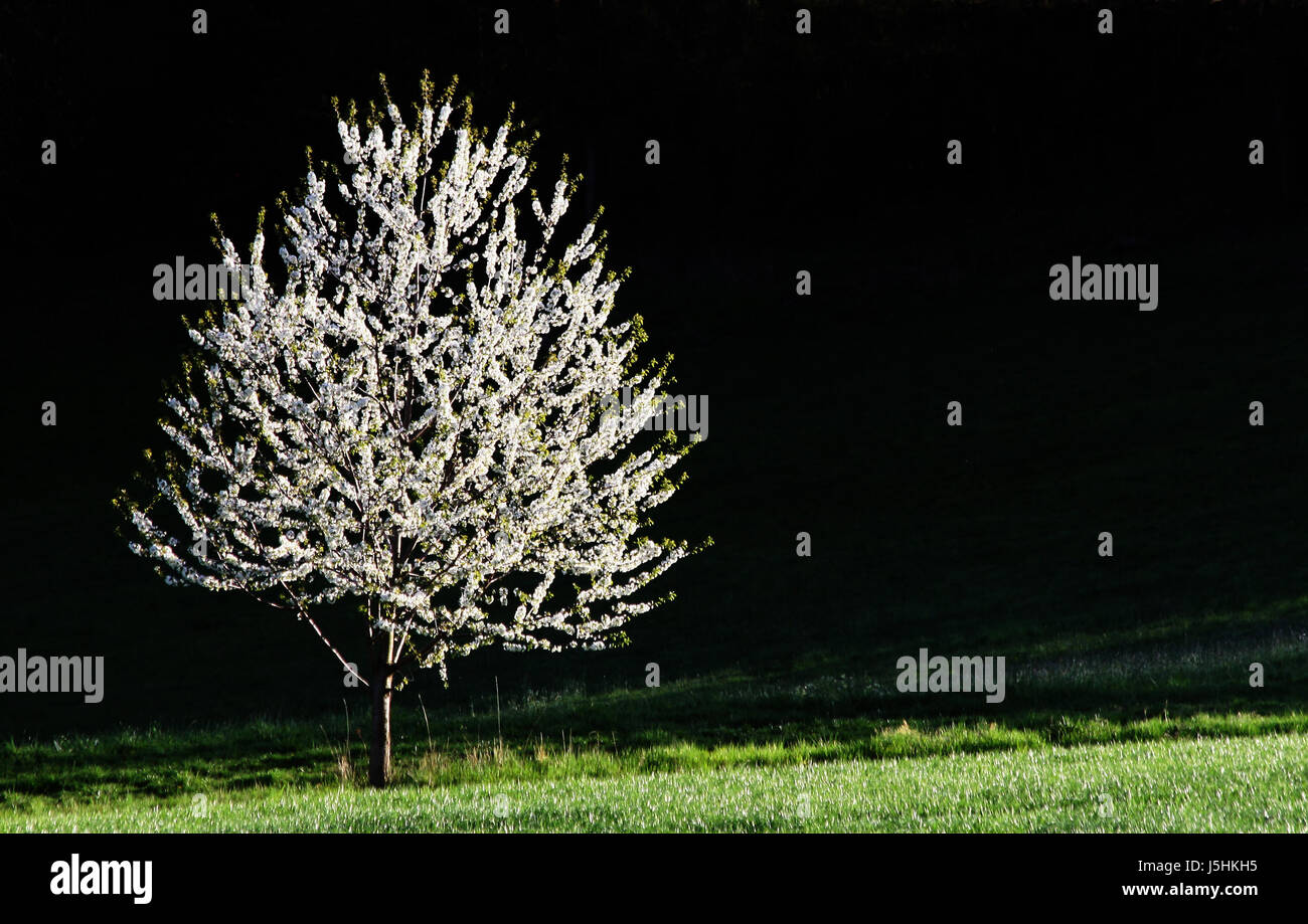 Zapatos brilla mucho lucent serena luz luminoso árbol bloom blossom florecer Foto de stock