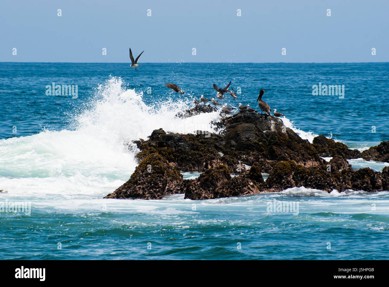 Costa escarpada. Un robusto getting off shore de roca azotada por las olas haciendo que los pájaros vuelan. Foto de stock