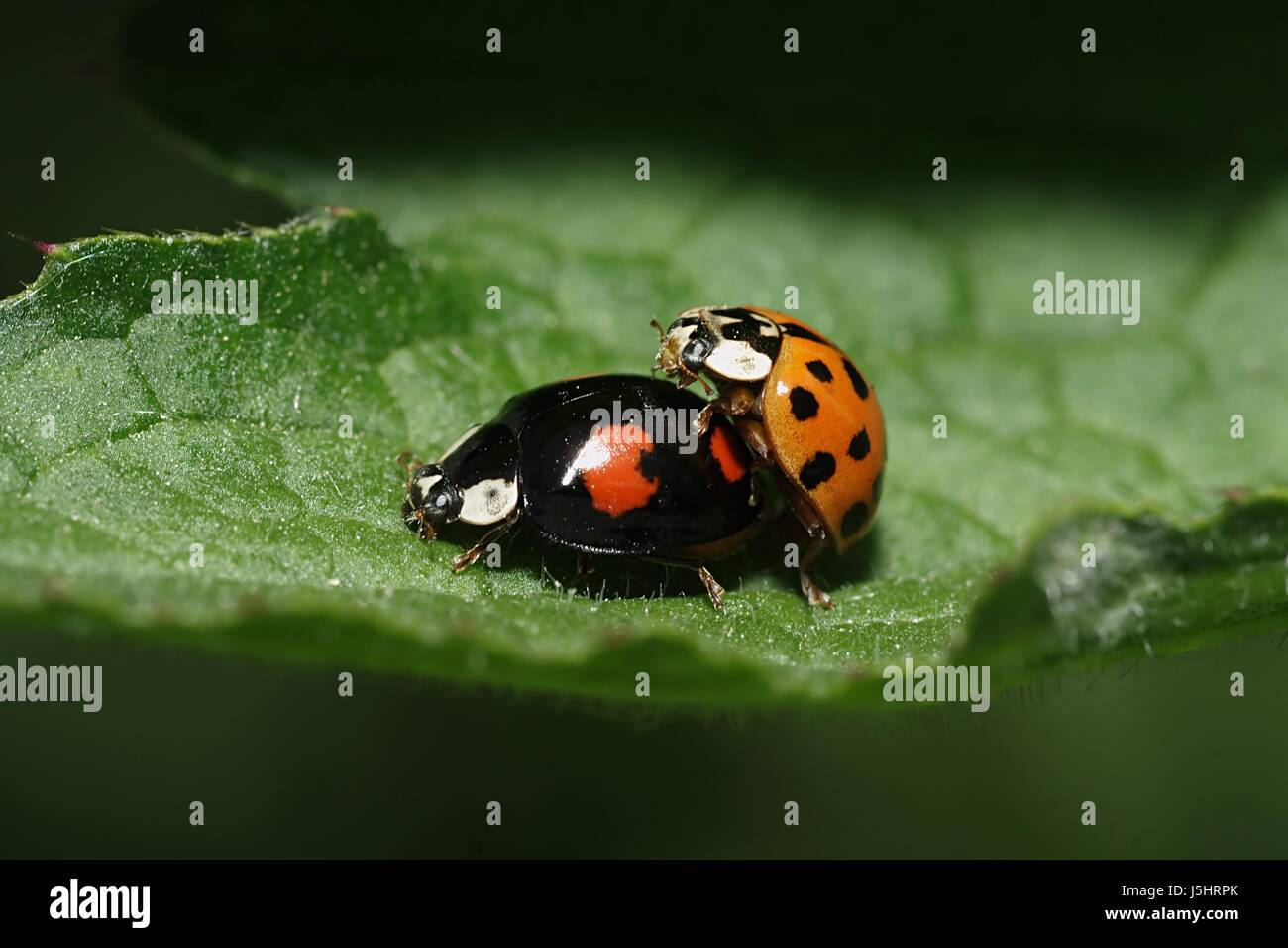 Escarabajo insecto propagación de primavera el apareamiento mate ladybug glckskfer insekte Foto de stock