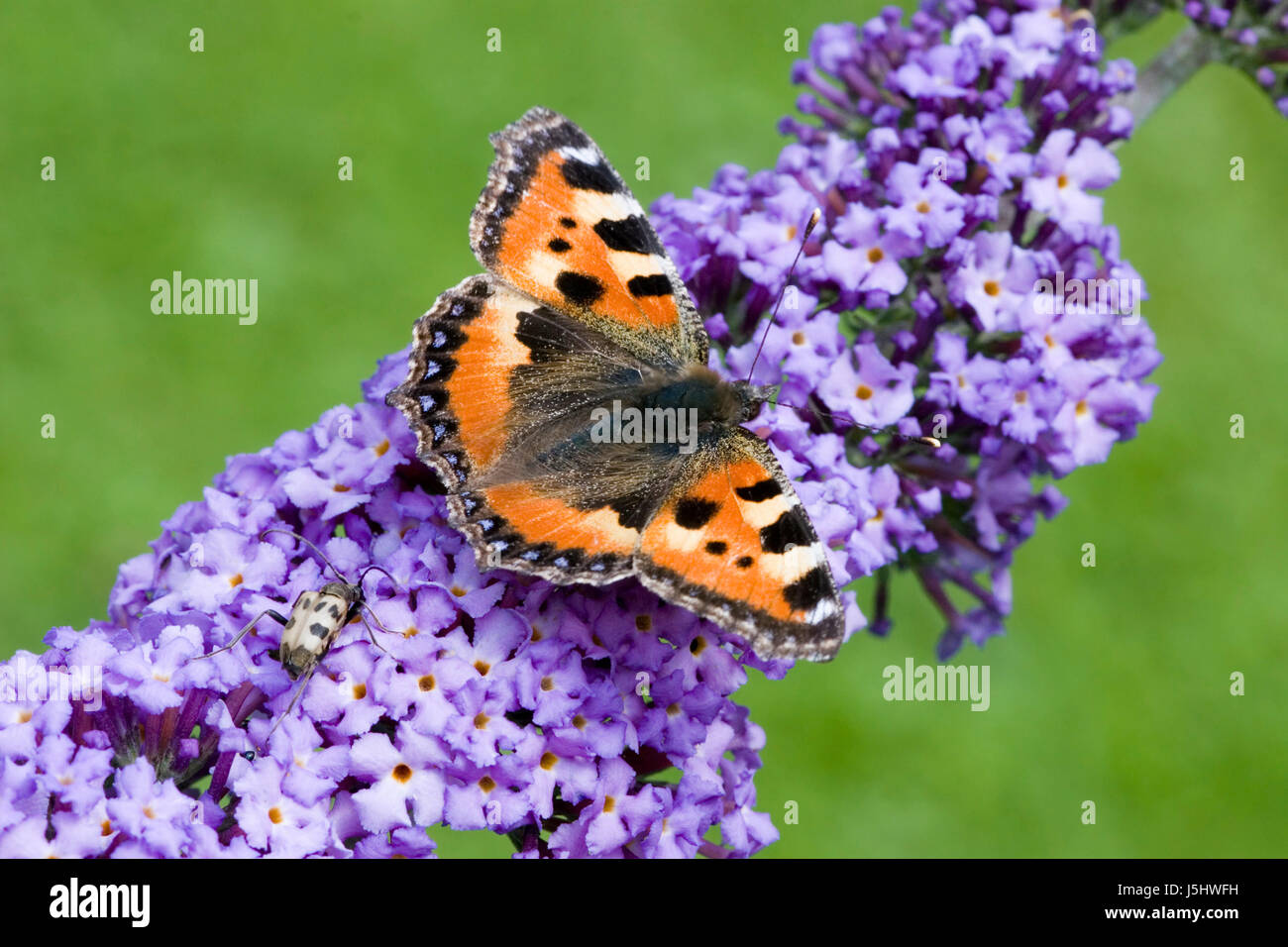 Insectos insectos bloom blossom florecer Florece verano escarabajo summerly Foto de stock