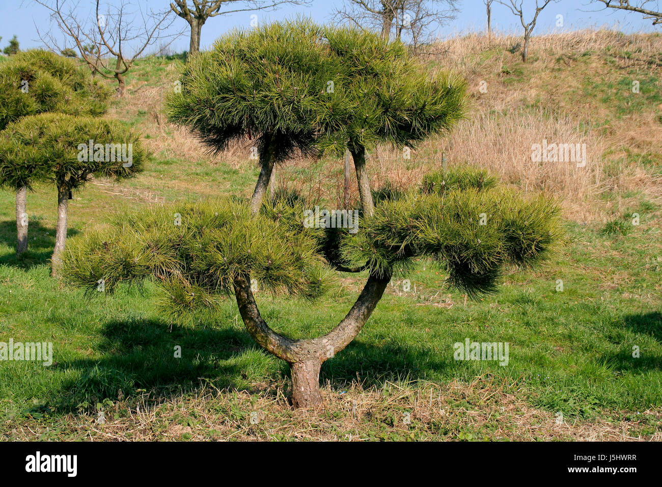 Bonsai gigante fotografías e imágenes de alta resolución Alamy