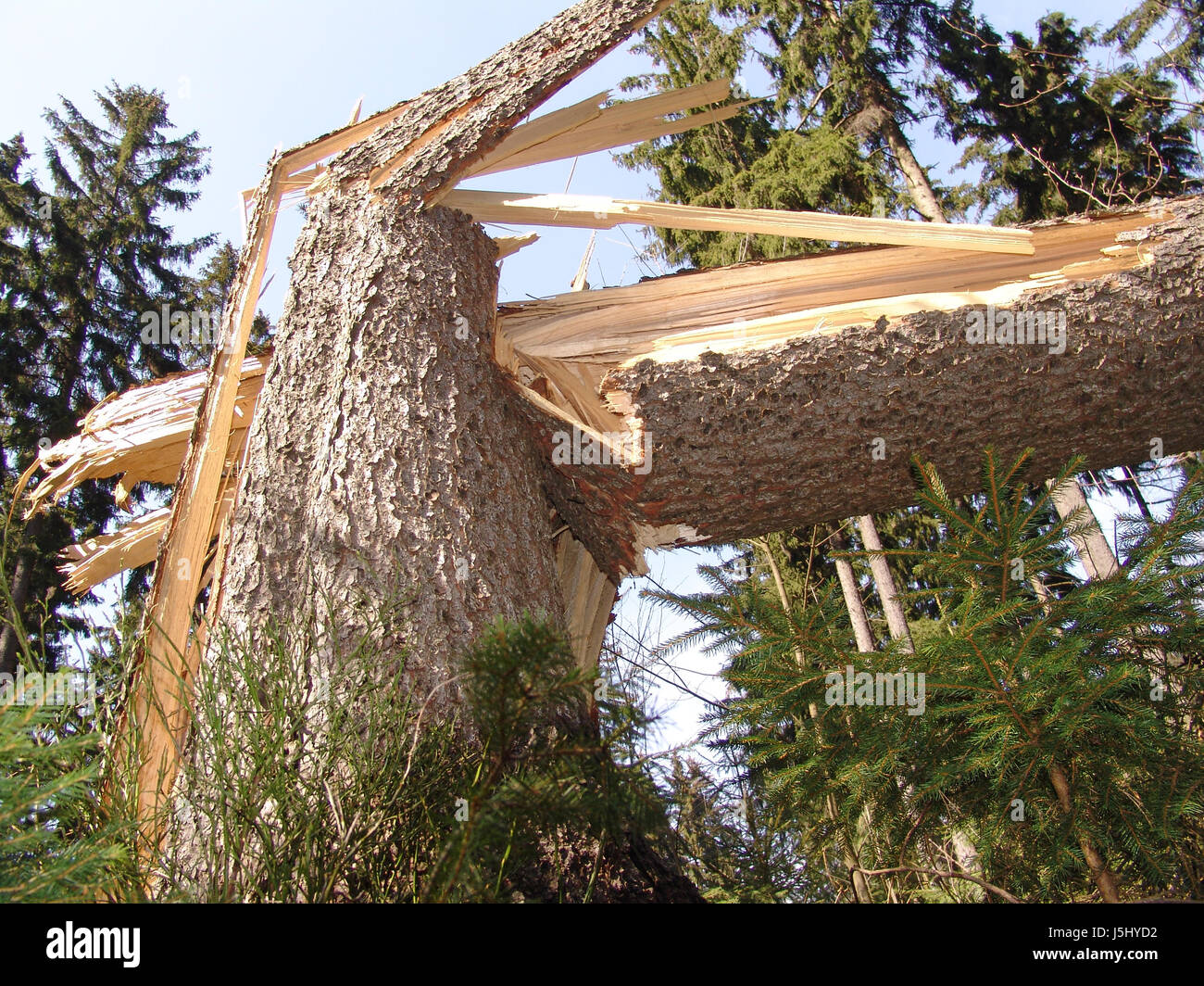 Tronco de árbol revocó bosque de coníferas fragmentado derrocado huracán tornado Foto de stock