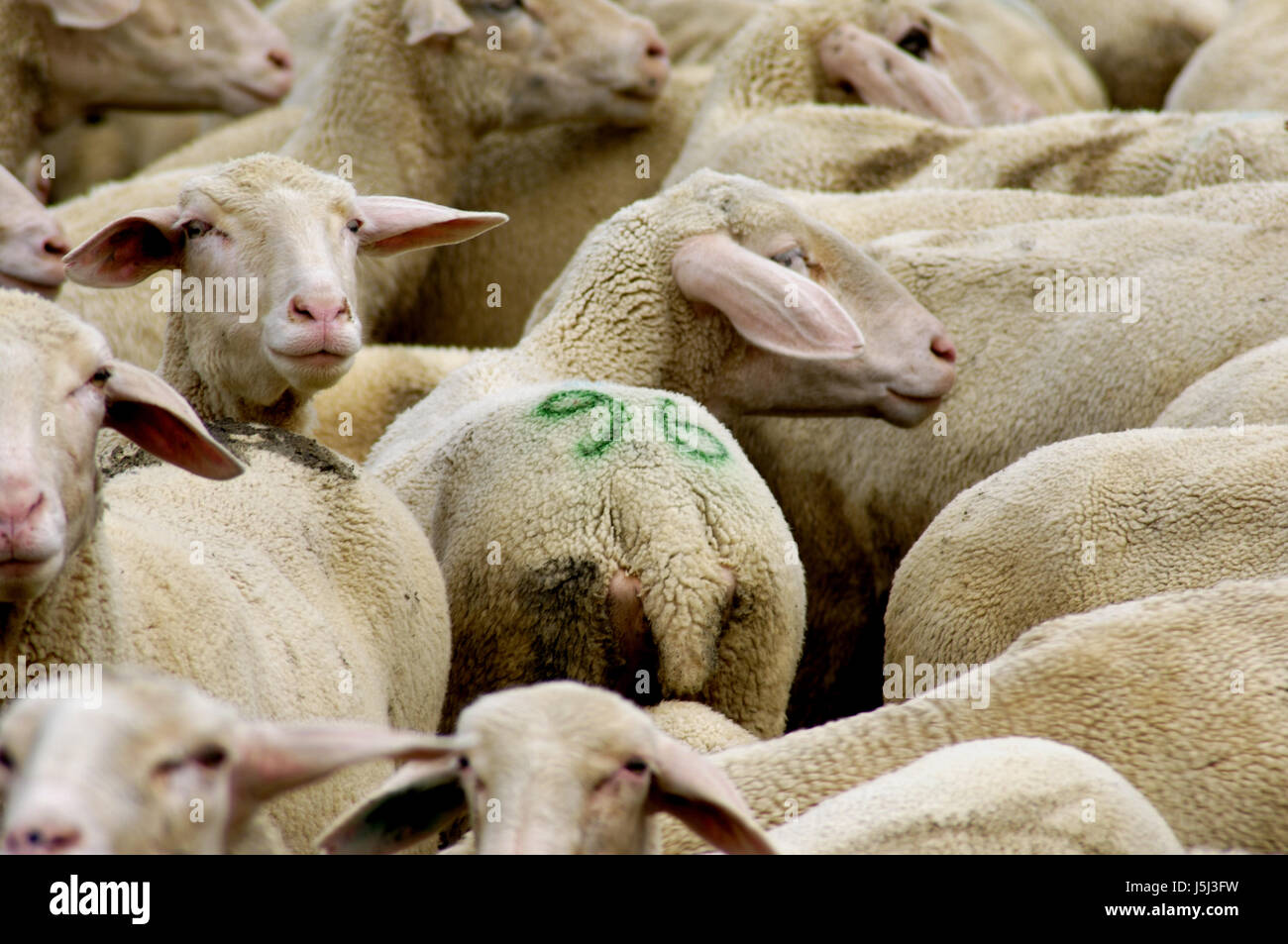 Alimento alimento estrechez de lana de oveja manada rebaño de ovejas herbívoro aplastado muchas Foto de stock