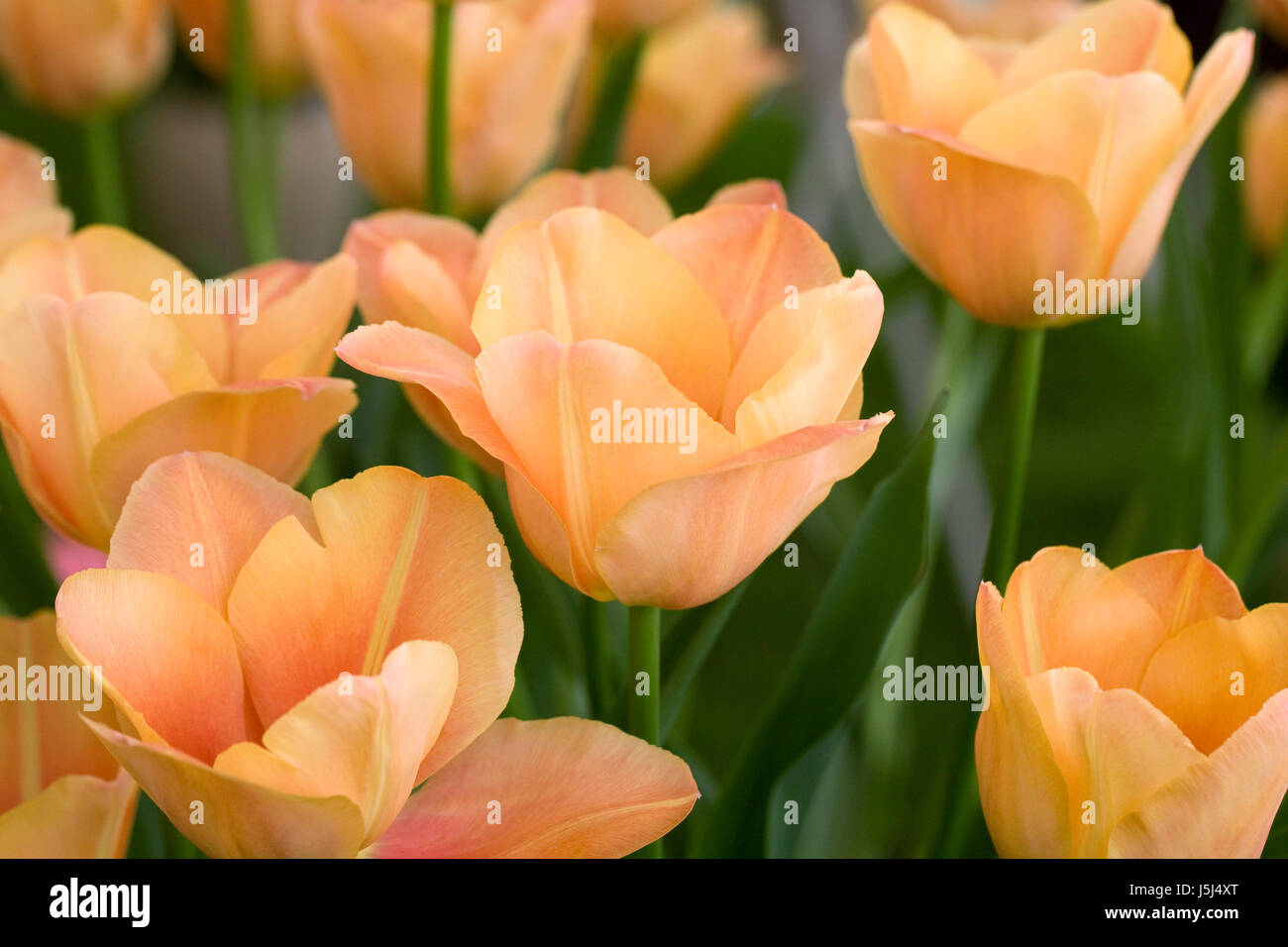 Tulipa 'tunning' de albaricoque flores en primavera. Foto de stock
