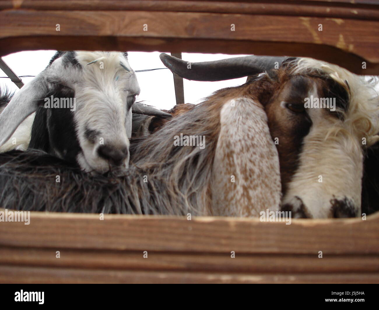Animal animales caprinos estrechez de transporte aflicción ganado crueldad Foto de stock
