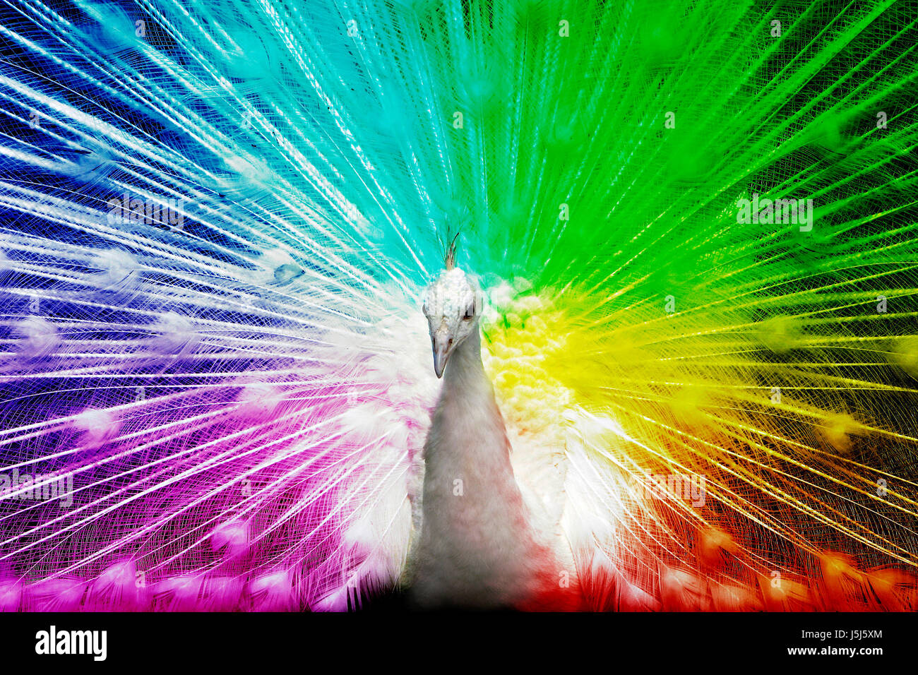 mezcla De Verdad Cabaña pavo real del arco iris Fotografía de stock - Alamy