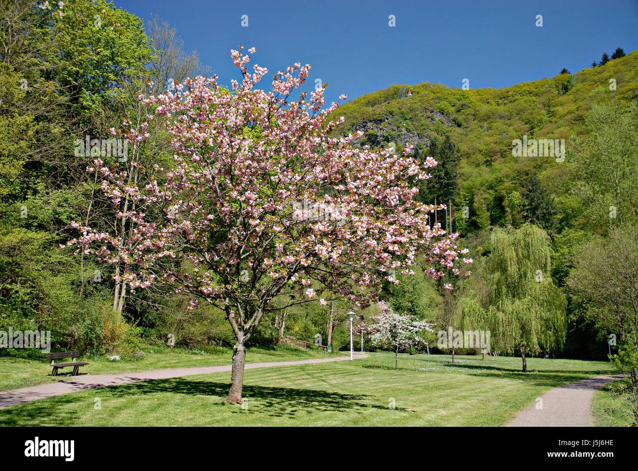 Montañas de árbol parque Bloom blossom florecer floreciente summerly Florece de verano Foto de stock