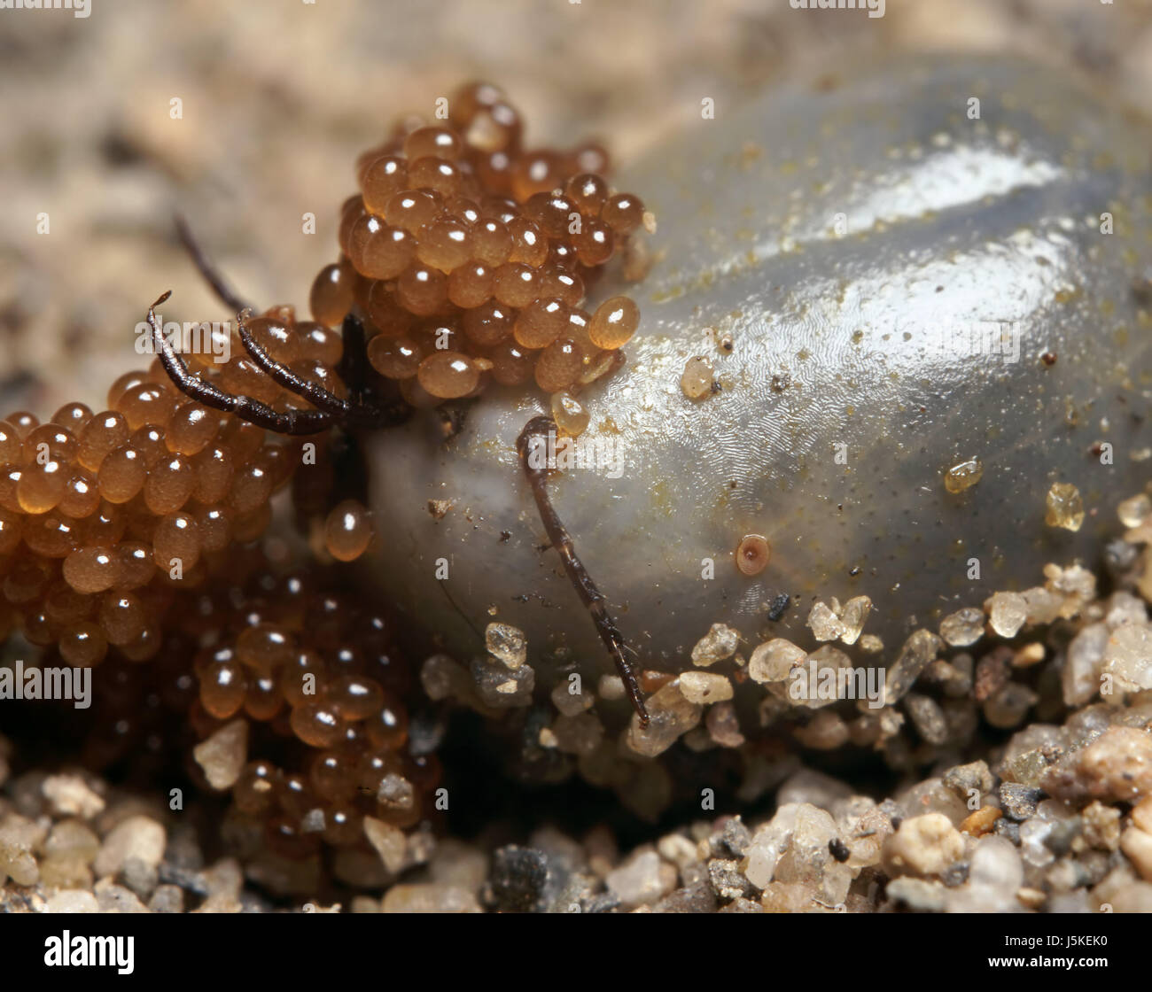 Sangre de insecto chupa huevo parásito completo aumentar sangresucker