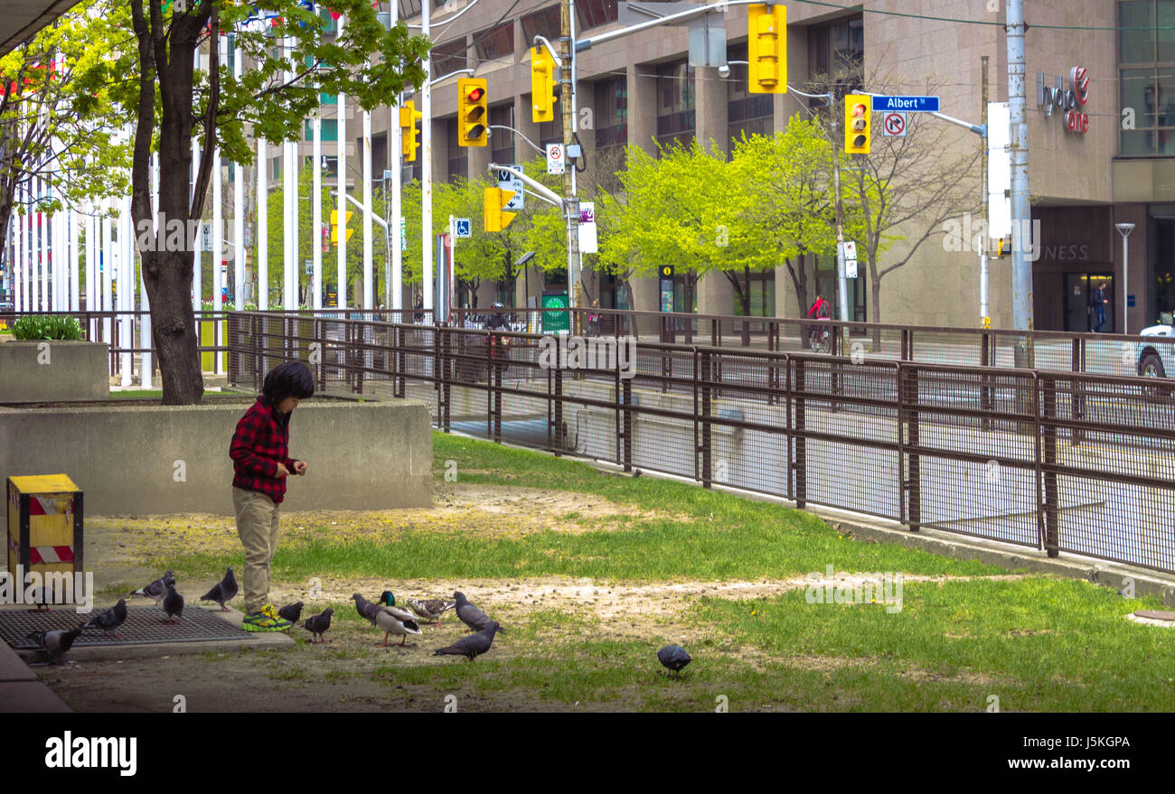Un niño dándole de comer a las palomas cerca de Nathan Philips Square/Toronto Hall Foto de stock