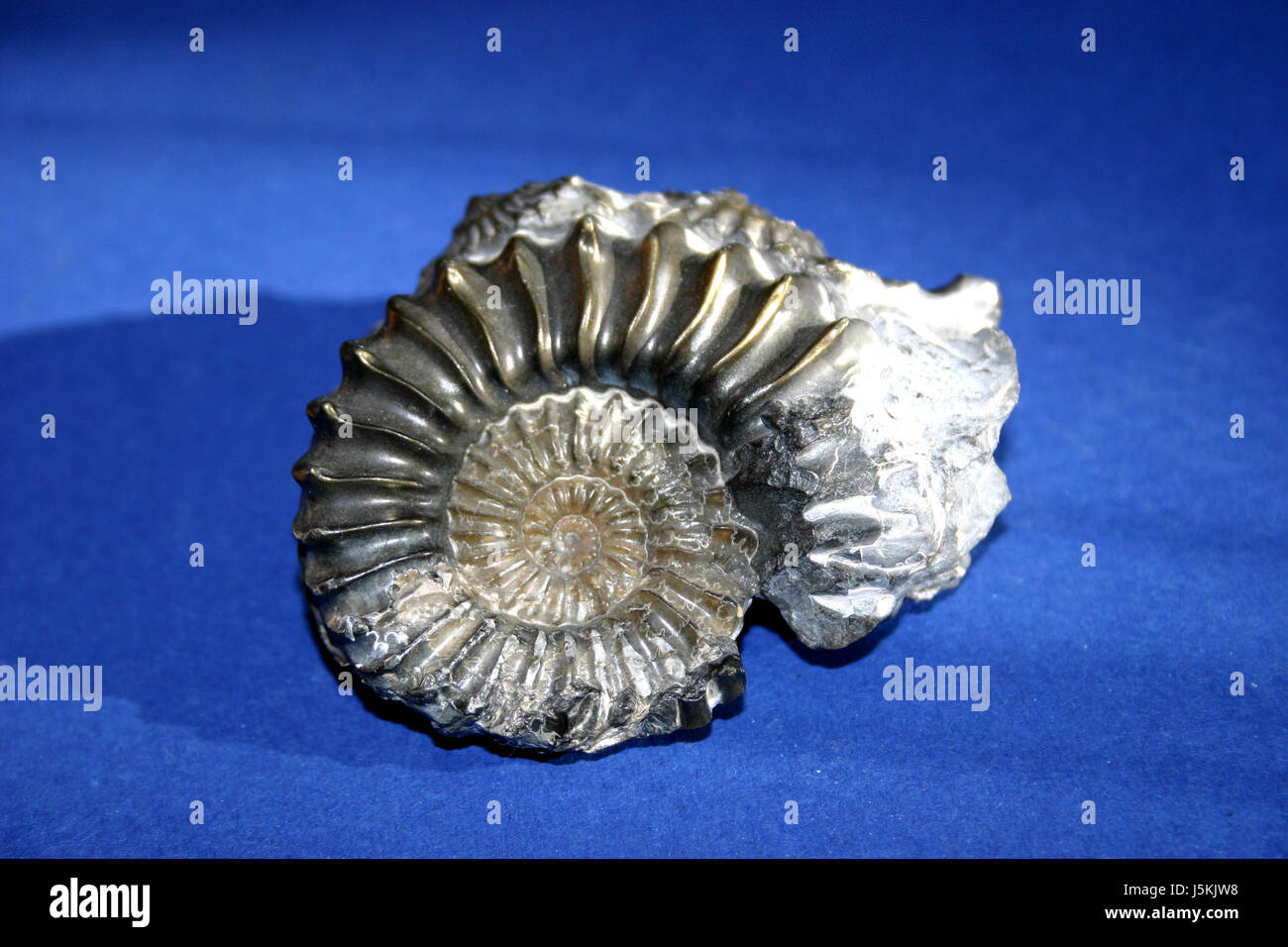 Caracol Caracol extinguió la fosilización costillas fosilización costillas muerto ammonit Foto de stock