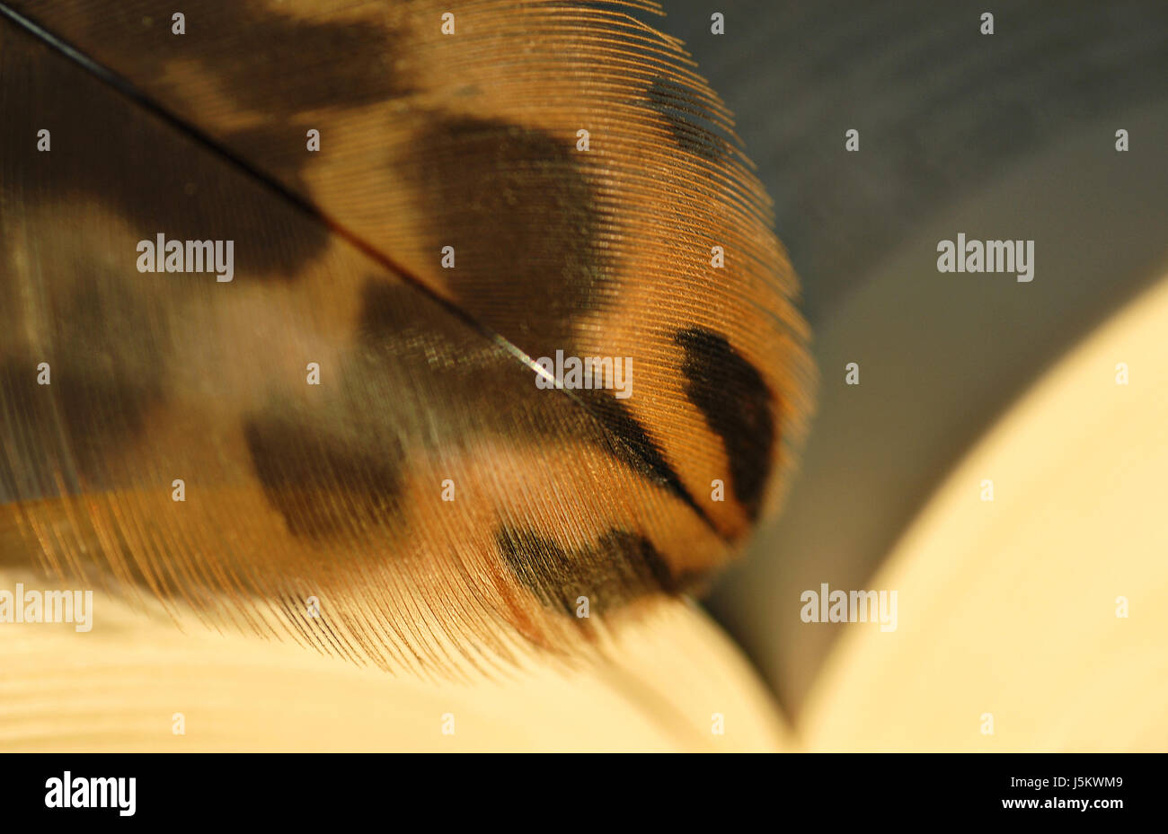 Animal marrón parduzco morena de aves aves aves delicadas ingrávido fácil Foto de stock