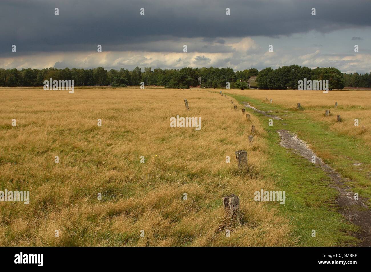 Lneburg heath. Imagen 1 Foto de stock
