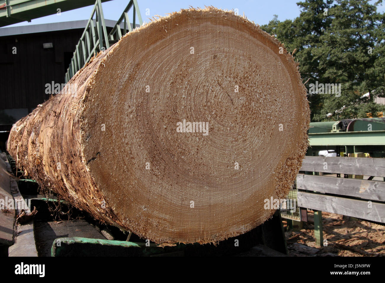 Árbol de tronco de madera de la industria forestal, los anillos anuales pila naturaleza holzindustrie Foto de stock
