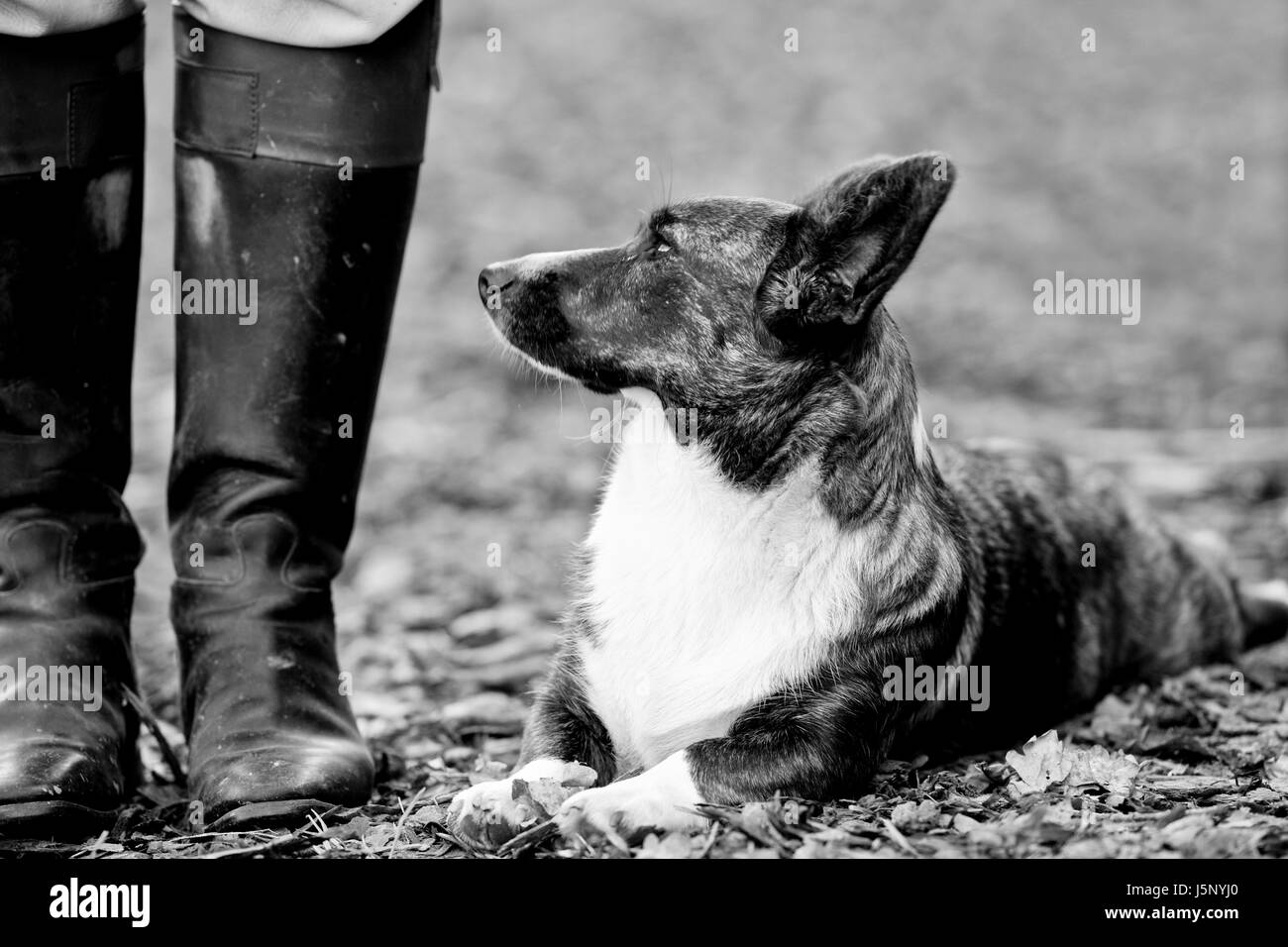 Inicio retrato cazador animal vigilante bw swarthy jetblack negro blanco negro profundo Foto de stock