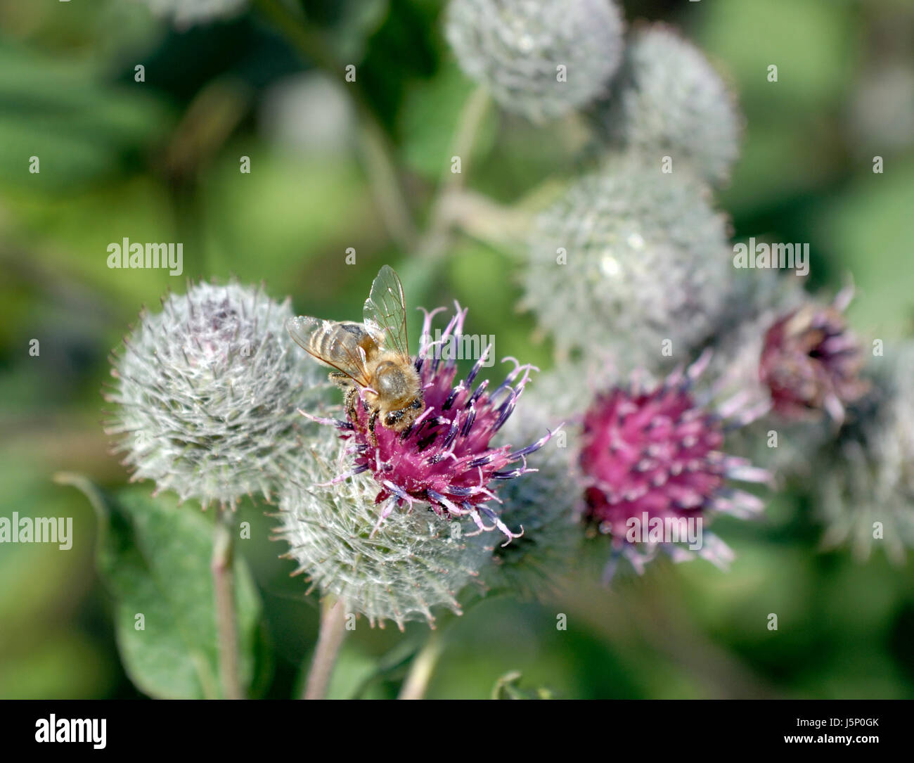 Insectos bur plantas medicinales de polen de abejas de miel apicultor apiarist secante zeidel Foto de stock