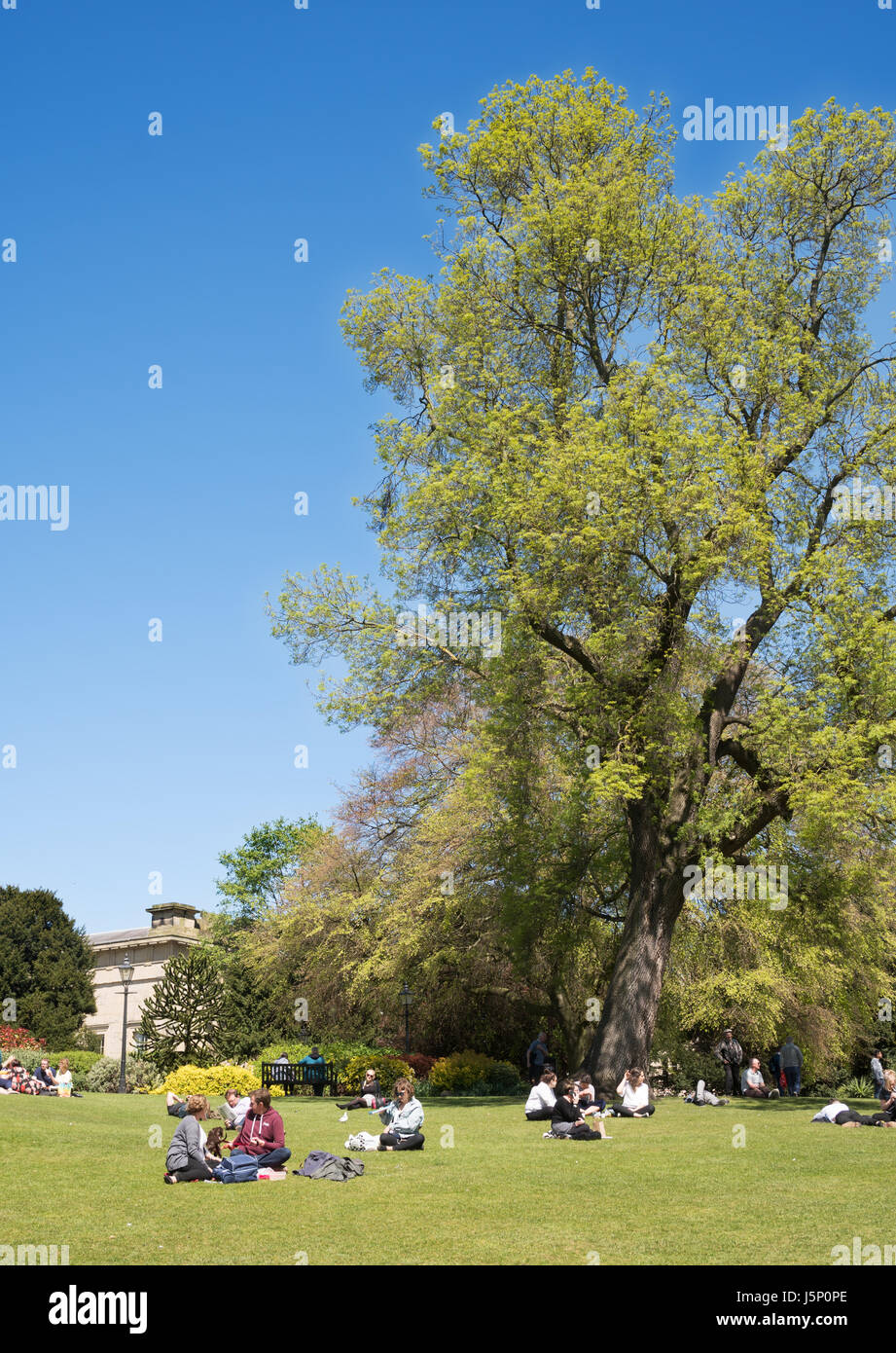 Gente sentada en el césped, disfrutando del sol, York museo jardines, Inglaterra, Reino Unido. Foto de stock