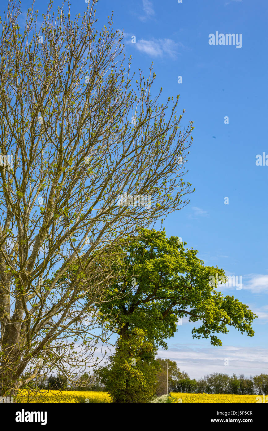 Weather lore "roble antes en ceniza de un toque". Ash tree (izquierda) y roble (derecha). Hoxne, Suffolk, Reino Unido. Foto de stock