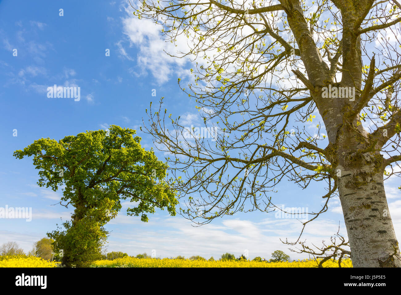Weather lore "roble antes en ceniza de un toque". Oak Tree (izquierda) y el árbol de ceniza (derecha). Hoxne, Suffolk. Foto de stock