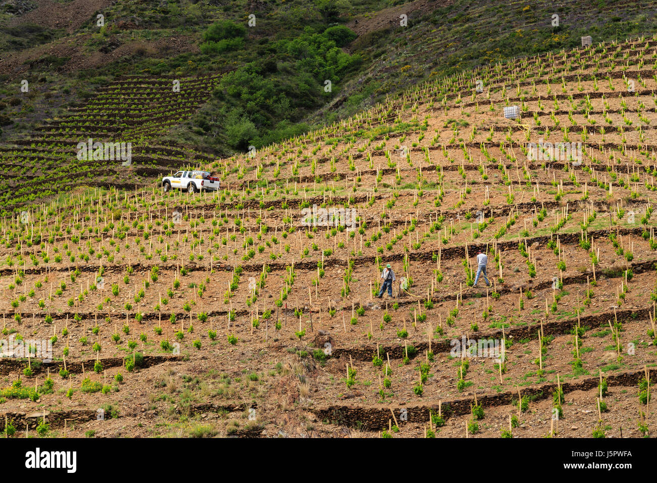 Francia, Pirineos Orientales, Cerbere, el viñedo de Banyules, riego de viñedos plantados recientemente Foto de stock