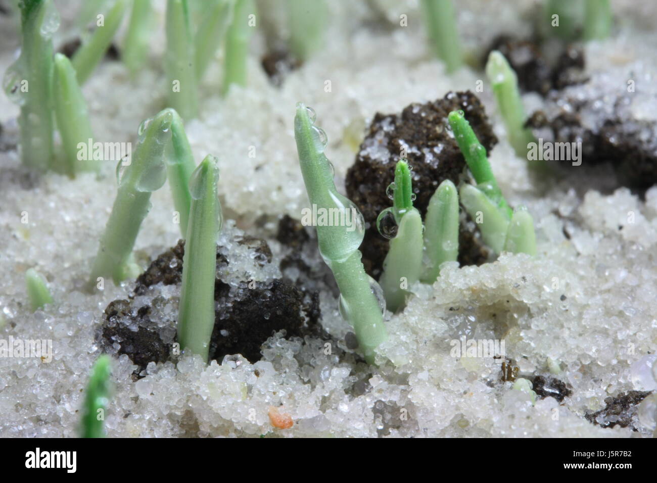 Existe vida existencia viviendo vidas gota de rocío de germinación dewdrop verde en el Foto de stock