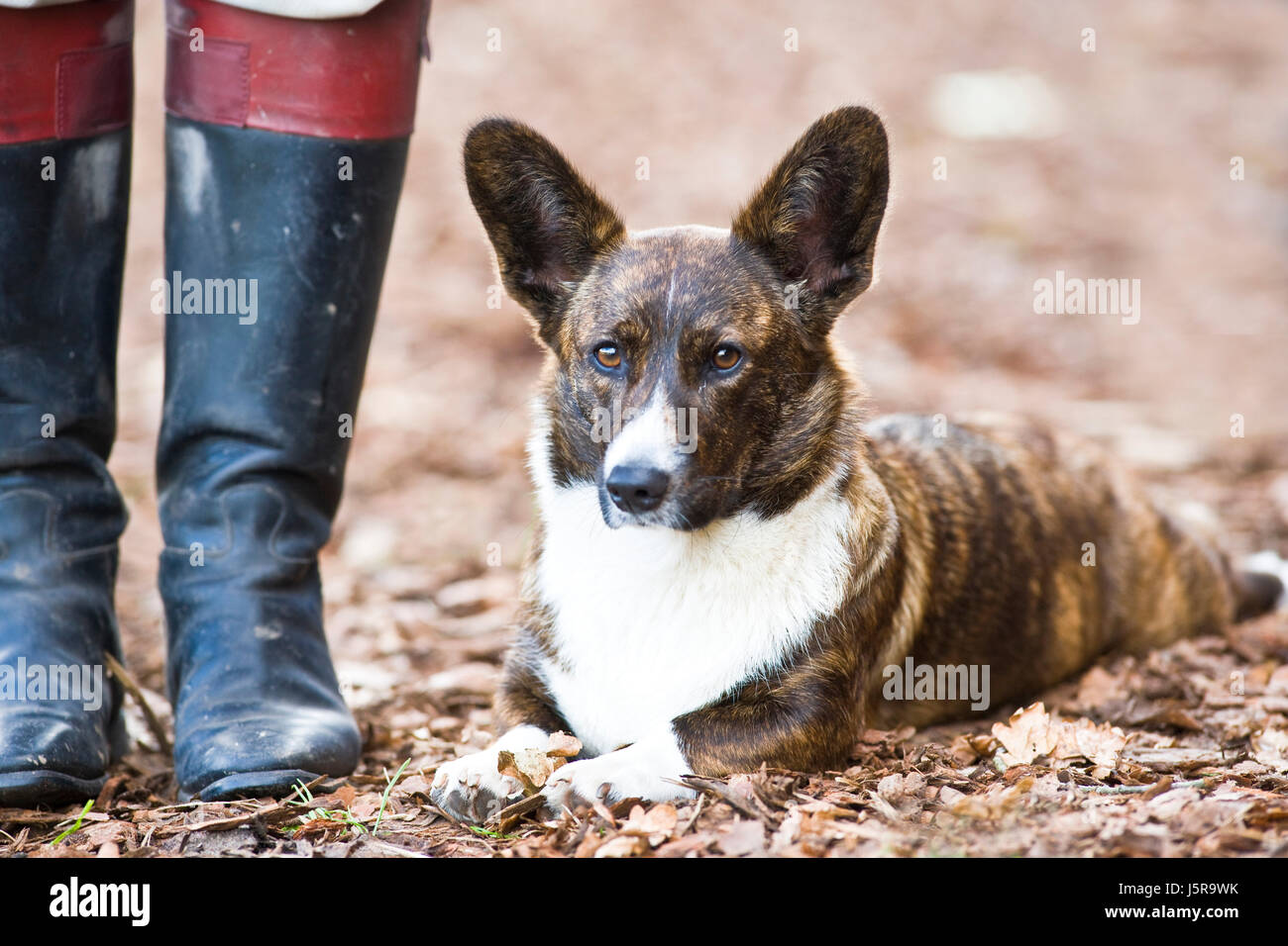 Cazador de animales inicio vertical negro vigilante swarthy jetblack deep black orejas perro Foto de stock